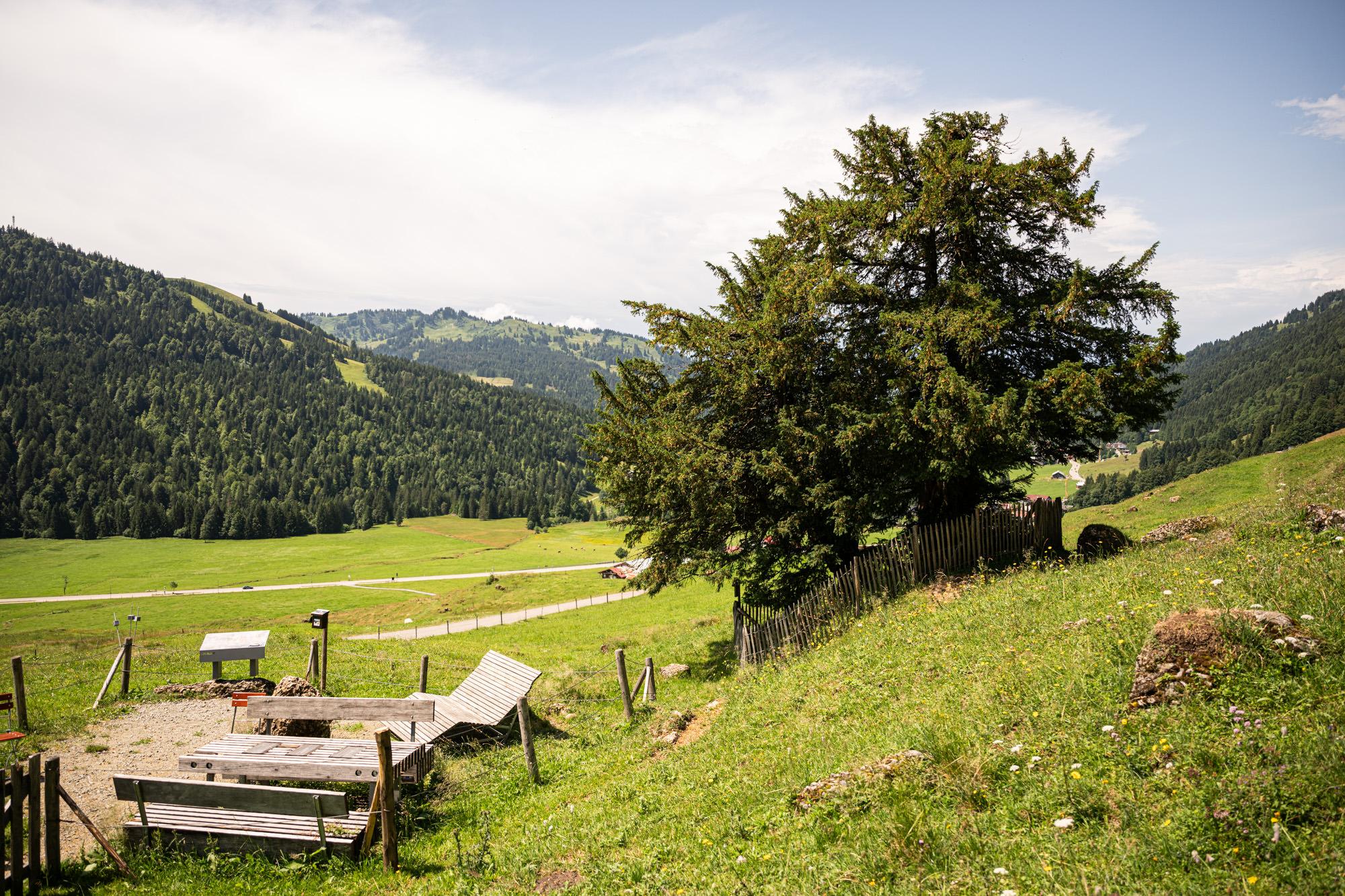 2000 jhrige Eibe in Balderschwang | Sehenswrdigkeiten im Allgu